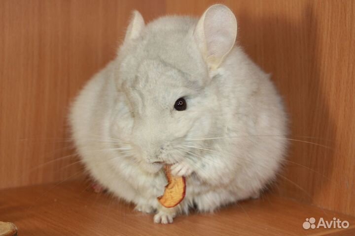 Шиншилла ангора