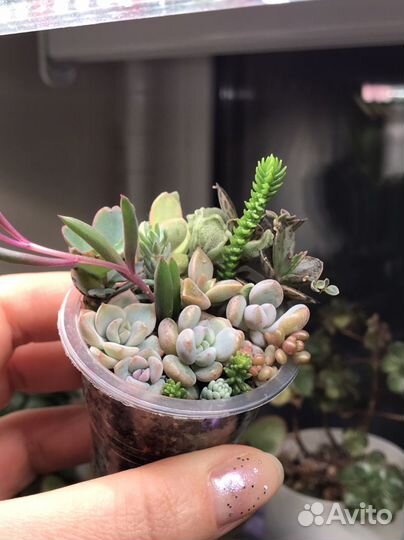 Набор/садик с суккулентами (11+ видов)
