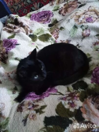 Кошечка Багира в добрые руки