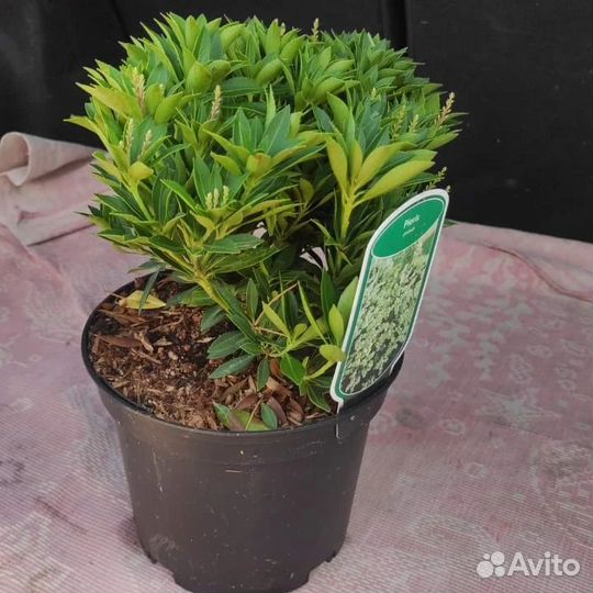 Пиерис японский