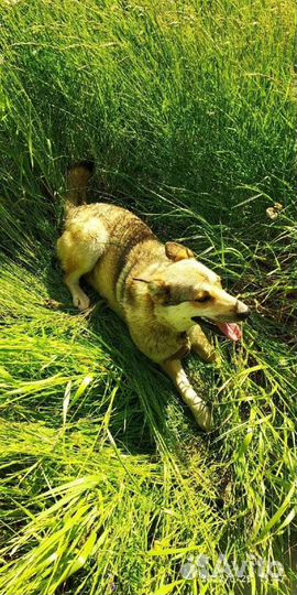 Собака в добрые руки