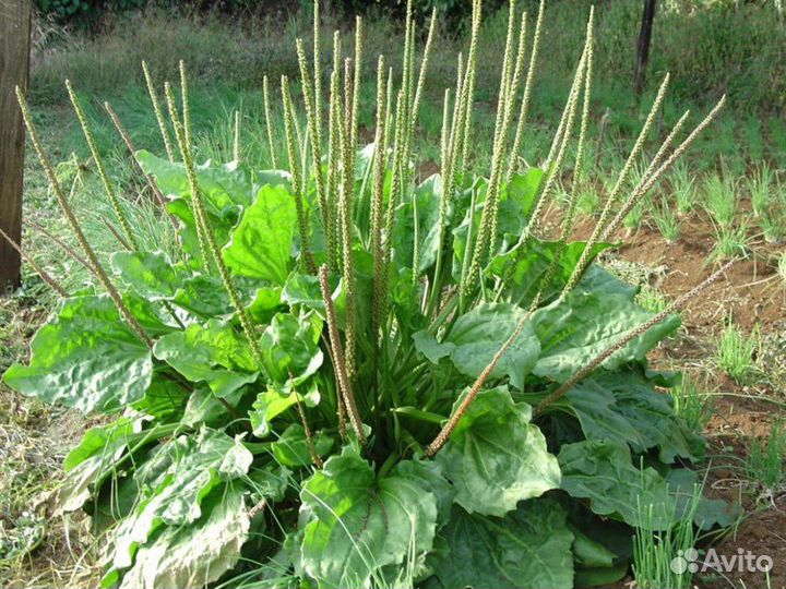 Подорожник большой, морозостойкий, многолетний