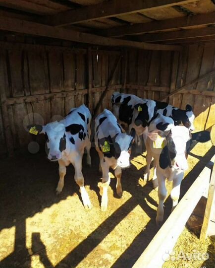 Бычки и телки