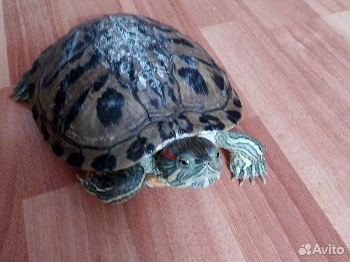 Красноухая черепаха