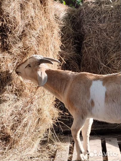 Козёл альпонубийский приглашает на вязку