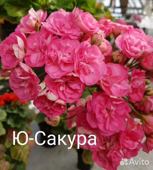 Пеларгония герань сортовая
