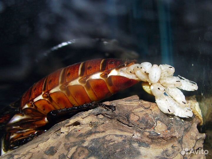 Мадагаскарский шипящий таракан