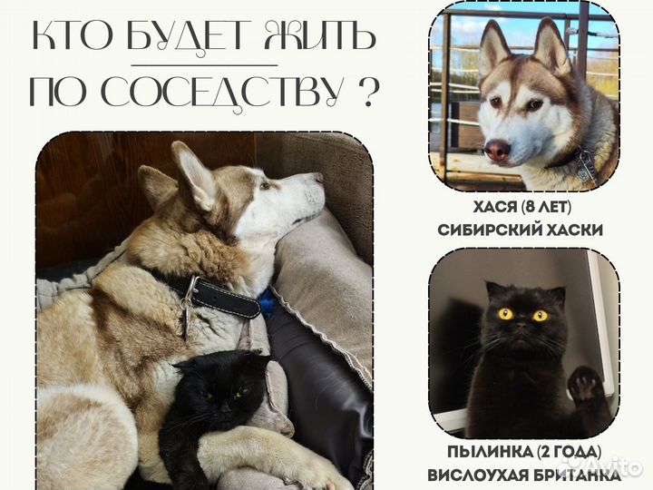 Квартирная передержка с любовью 24/7