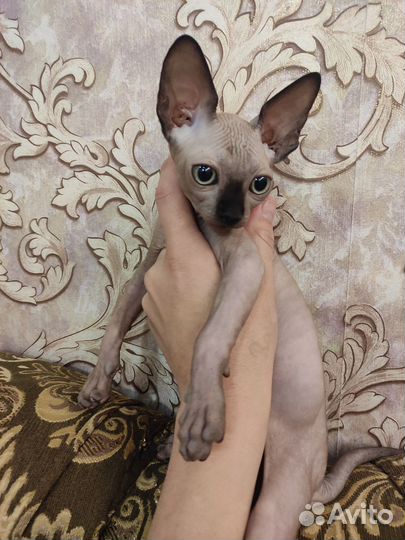 Канадский сфинкс котенок