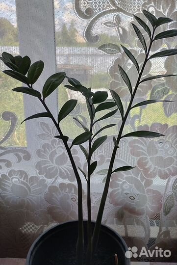 Замиокулькас (Долларовое дерево)