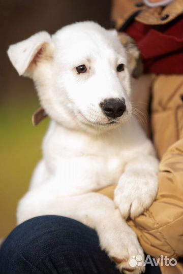 Ищет дом очаровательный блондин Бони