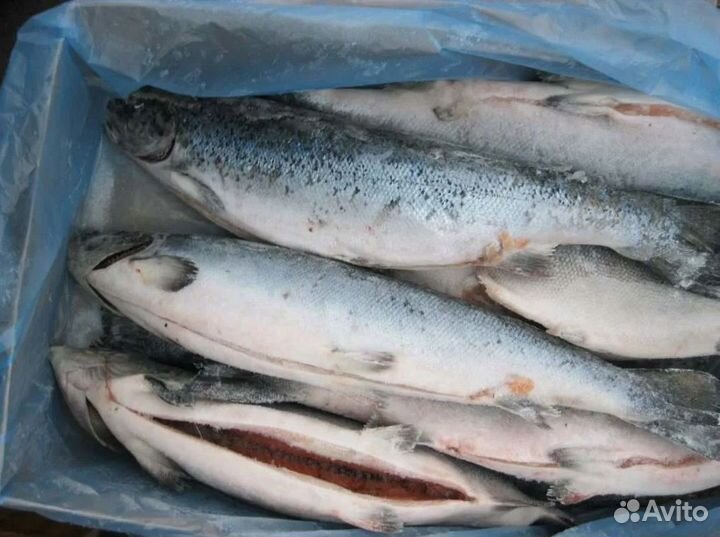 Магазин морепродуктов — готовый бизнес