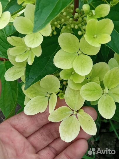 Чеснок озимый старинный сорт из Сибири