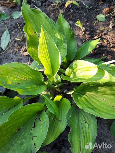 Флокс,лилейник,хоста,живучка,ирис