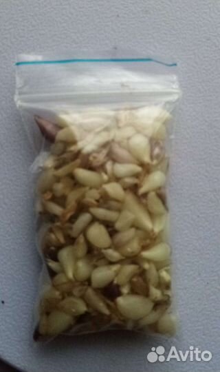 Озимый сортовой чеснок