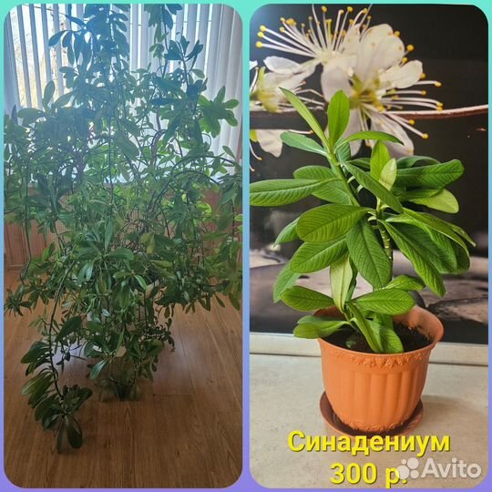Комнатные цветы