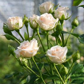 Саженцы миниатюрных роз Яна