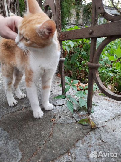 Нужен дом котику