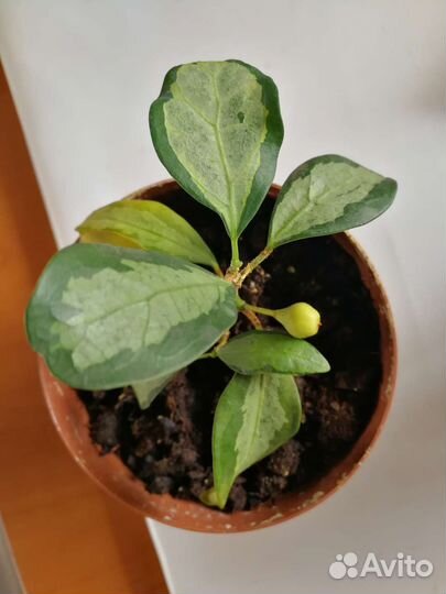 Фикус диверсифолия вариегатная