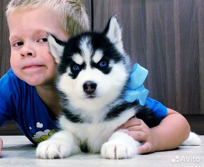 Хаски Щенки Красавцы для Вас )