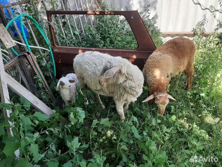 Матка с ягненком