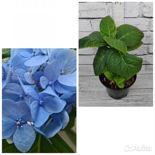 Комнатные растения цветы