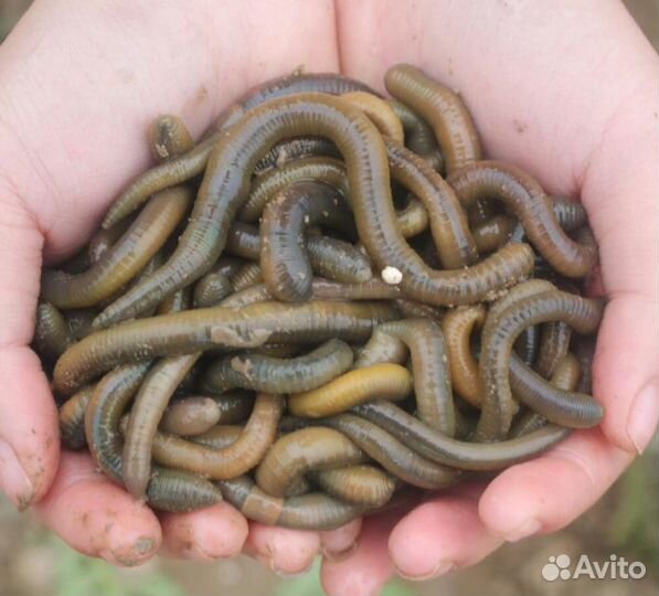 Гробак черви