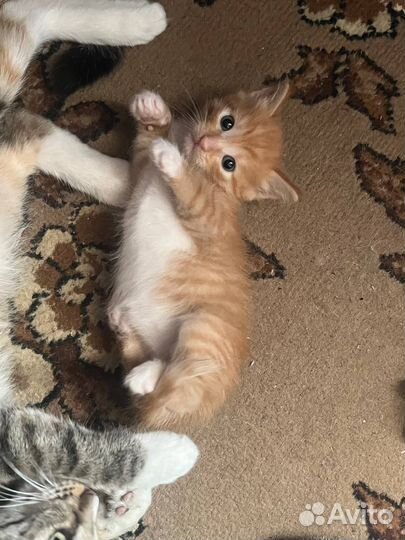 Котенок рыжий мальчик