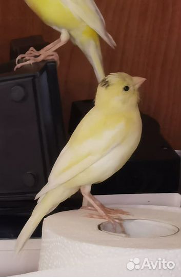 Продам кенора канарейку
