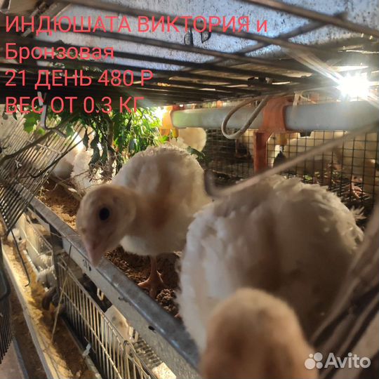 Индюки виктория, бронзовые с 12 июля