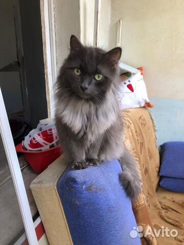 Котик в добрые руки