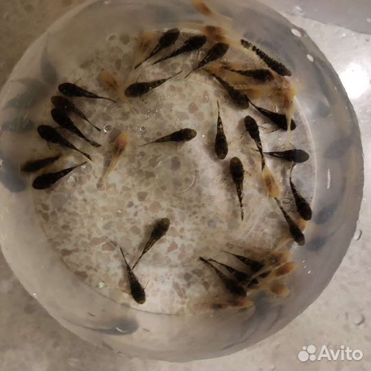 Сомики анциструсы