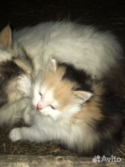 Котенок девочка трехцветная