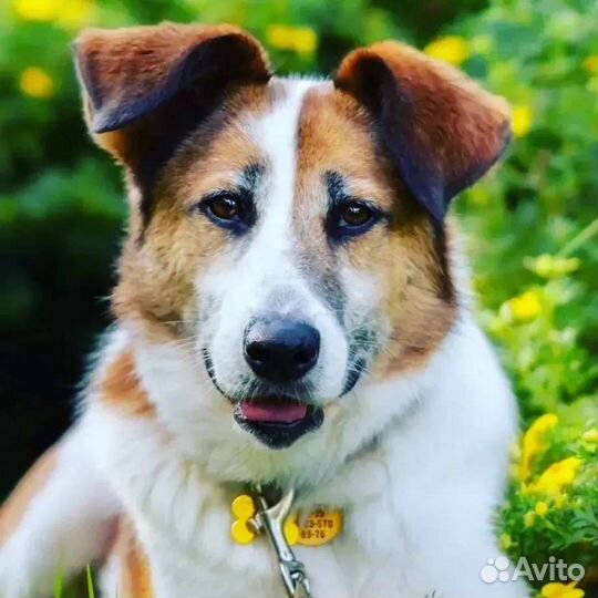 Барбаре с красивыми глазами очень нужен дом