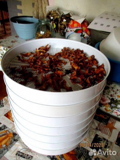 Грибы лисички