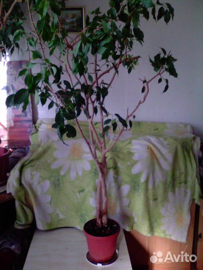 Фикус среднего размера