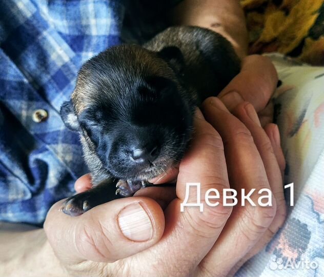 Щенки малинуа