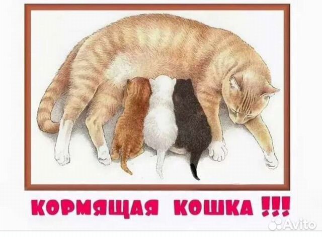 Есть кормящая кошка Может, кто-то нашел котят купить в Казани ...