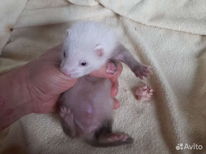 Щенки хорька