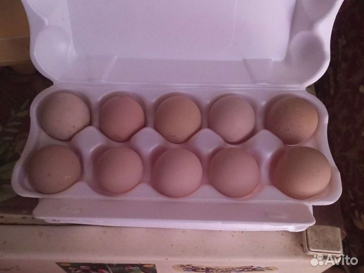 Цесарки Перепелята +Инкубационное яйцо