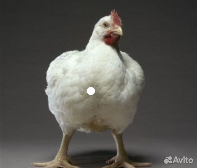 Куры бройлеры живым весом
