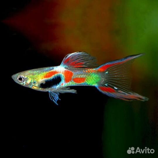 Гуппи Эндлера