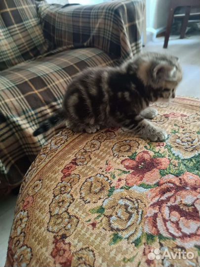 Котята от вислоухой кошки