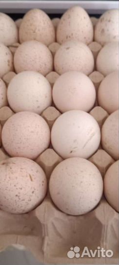 Яйцо индейки