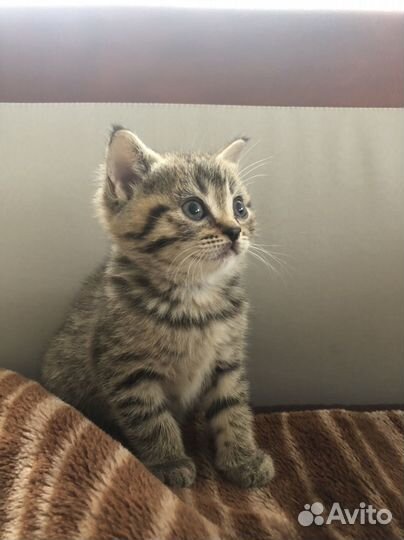 Шотландская