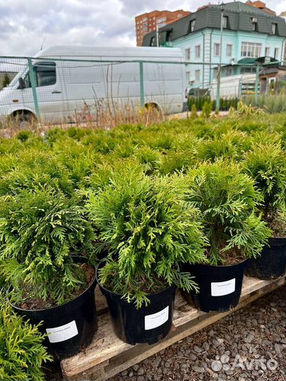 Туя Даника 20-25 см