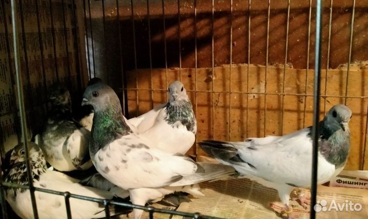 Голуби