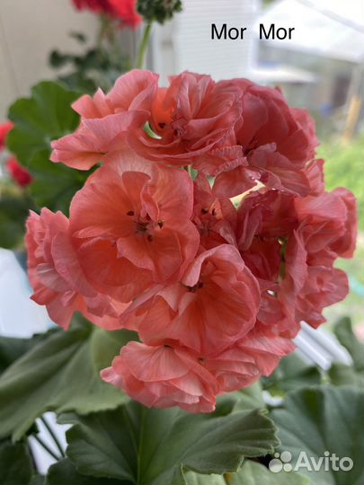 Сортовые пеларгонии, укорененные черенки