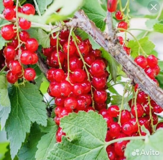 Красная смородина саженцы