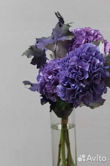 Гортензия/Цветы